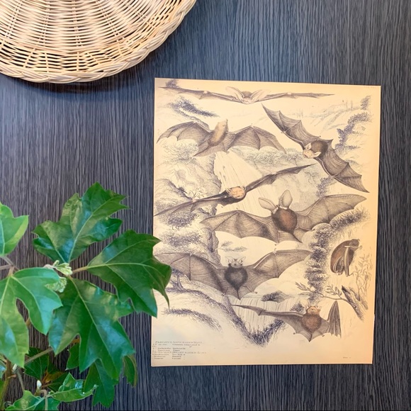 Vintage Biodiversity Bat Scientific Chart 8x10 Print - Picture 3 of 6